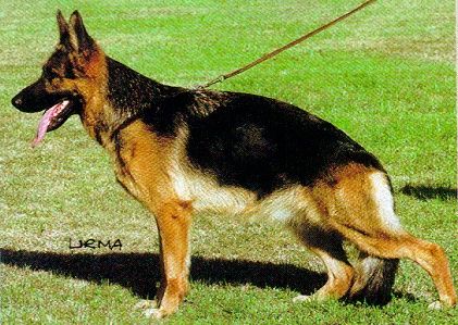 Ungana von der Wienerau