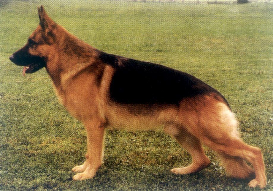 Eiko vom Kirschental