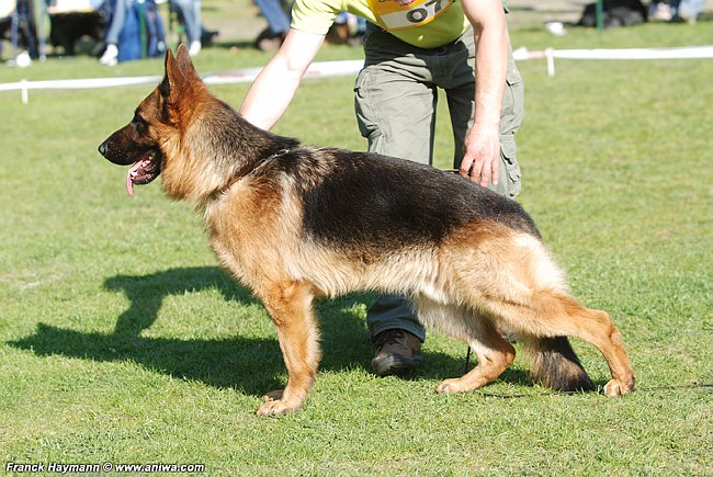 Matscho vom Zellwaldrand