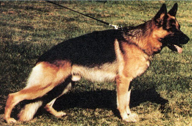 Vopo vom Kirschental