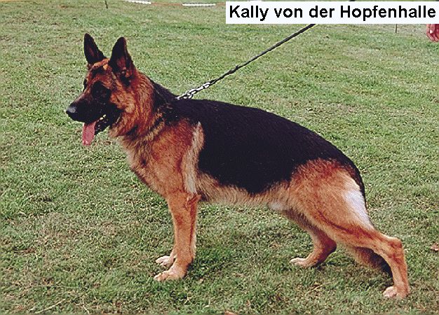 Kally von der Hopfenhalle