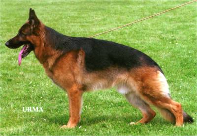 Sharan vom Externstein