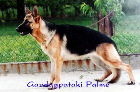 Palme Gazdagpataki