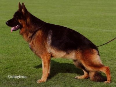 Maestro vom Osterberger-Land