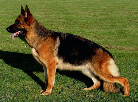 Nannila von der Freiheit Westerholt