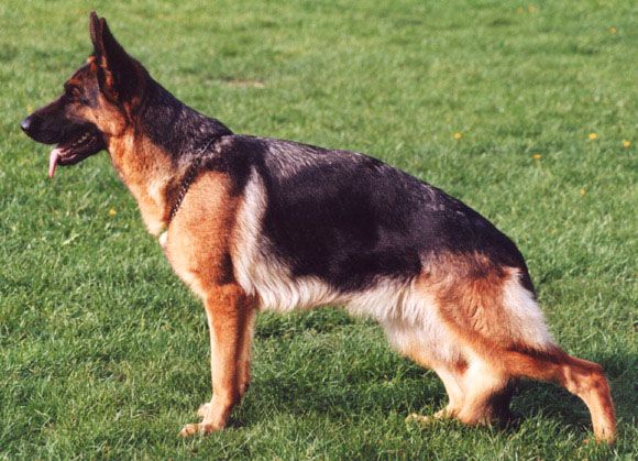 Jade vom Niemberger Eck