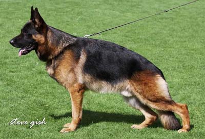 Zony von Haus Gerstenberg