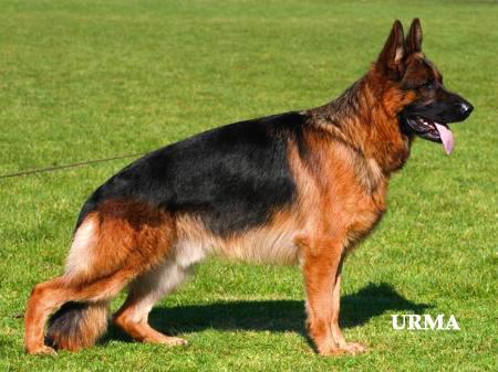 Solo vom Team Fiemereck