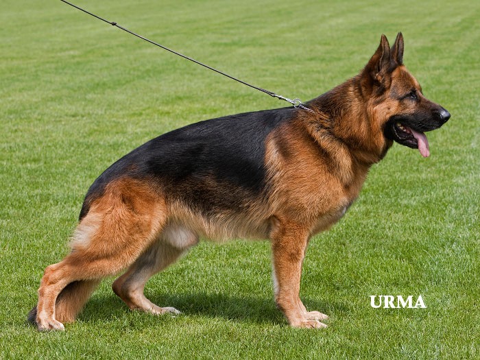 Odin vom Holtkämper Hof