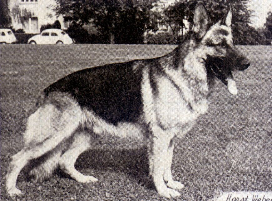 Mutz von der Pelztierfarm