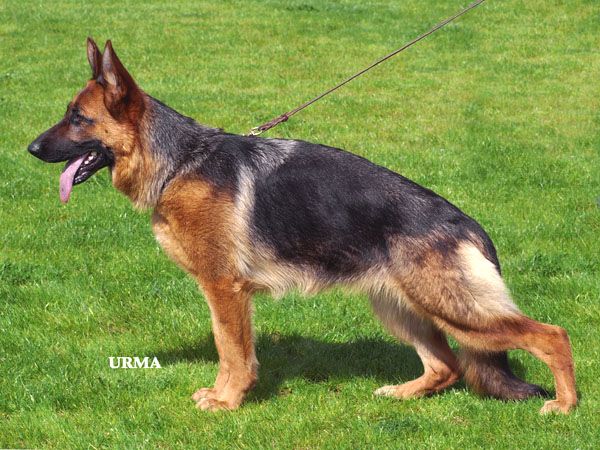 Lady van de Herdersfarm (West)