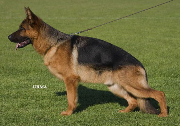 Quattro von der Partnachklamm