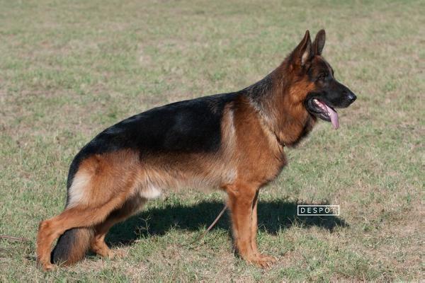 Jenno von Panoniansee