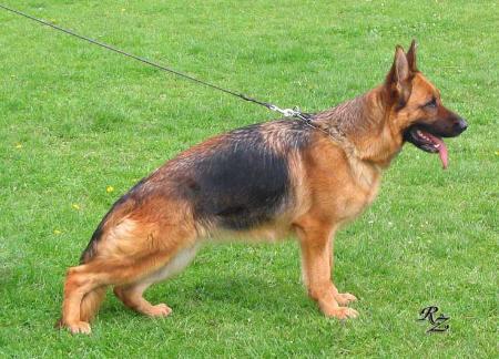 Waldorana vom Lütschetal