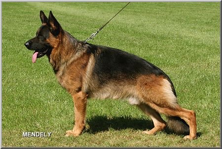 Kalli von der Werther-Mühle