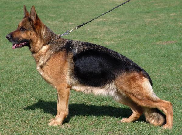 Enea di Casa Veronica