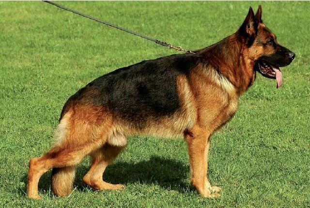 Waiko di Casa Massarelli