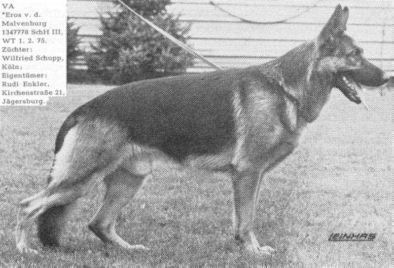 Eros von der Malvenburg