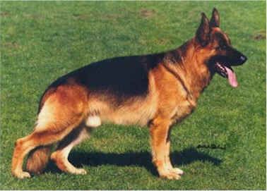 Marco vom Fossheller