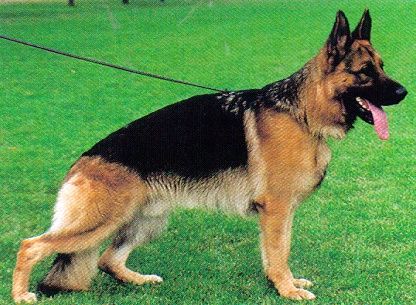 Wilson aus Agrigento