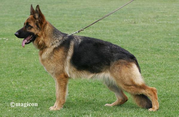 Baby von Bellissimo (H)