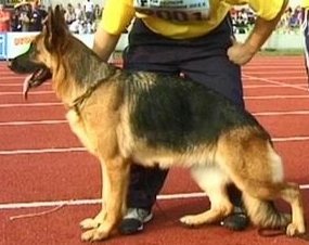 Enschy vom Leinder Land