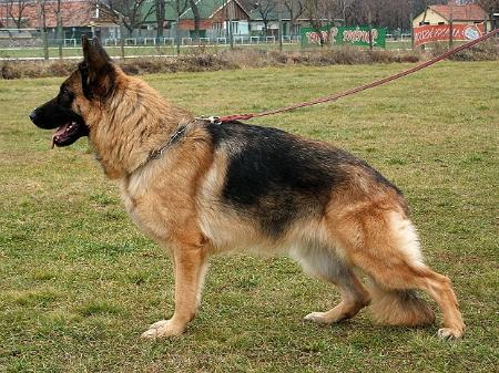 Babette von Bellissimo (H)