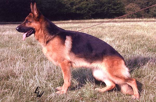 Genta vom Team Fiemereck