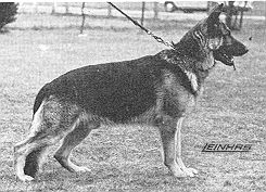 Fedor vom grünen Lückener