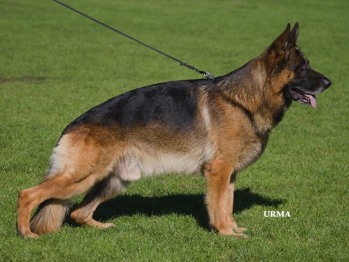 Peik vom Holtkämper Hof