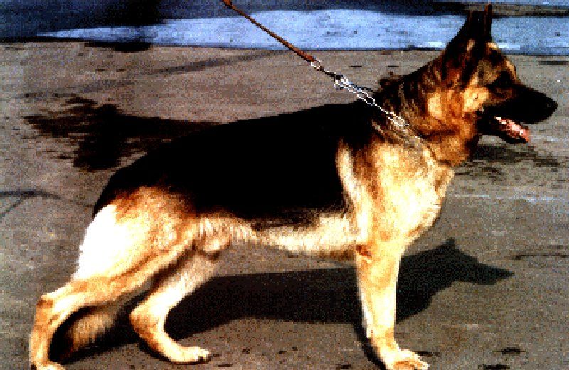 Argo von der Kahler Heide