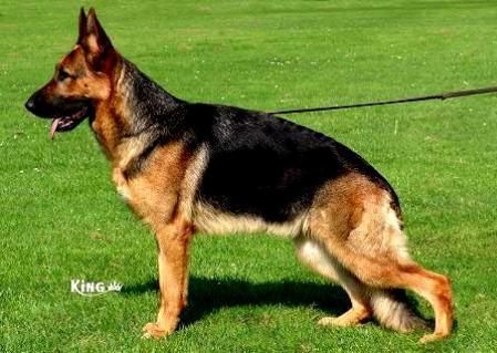 Greta von der Freiheit Westerholt