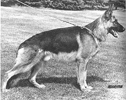 Iso von der Wienerau