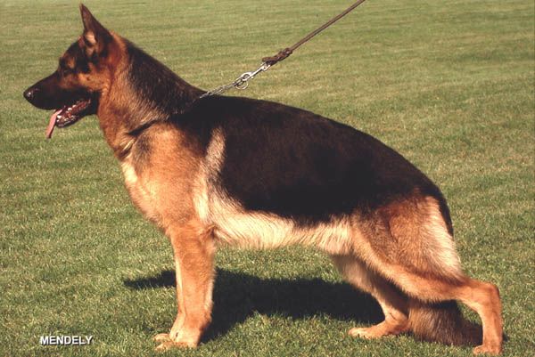 Fango von der hohen Erle