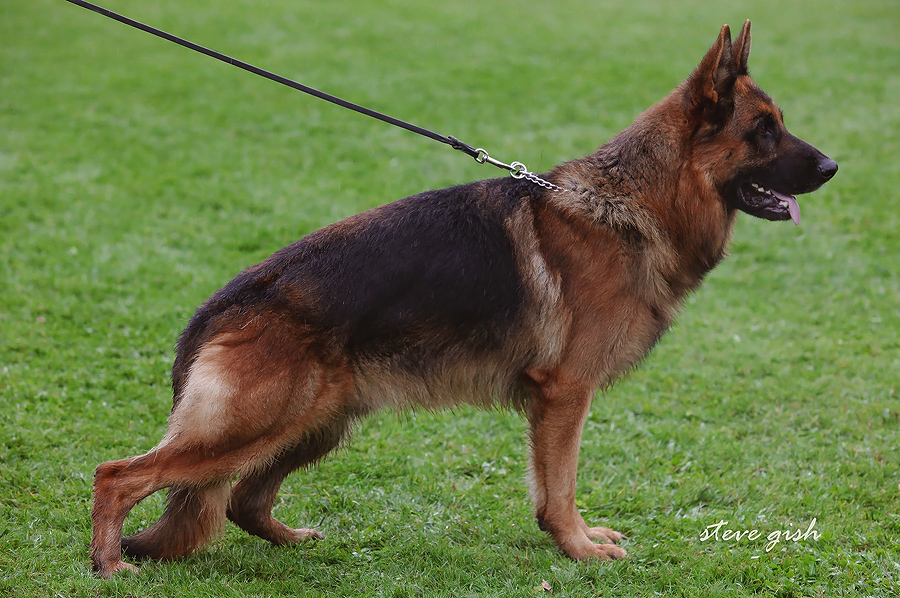 Arrex vom Westervenn