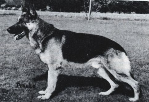 Arno vom Stellenbach