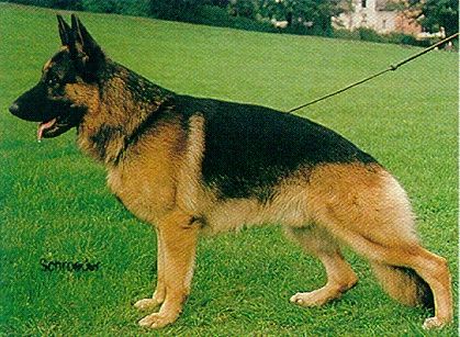 Miro vom Holtkämper See