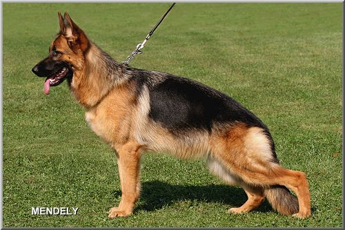 Viva von der Karstädter Straße