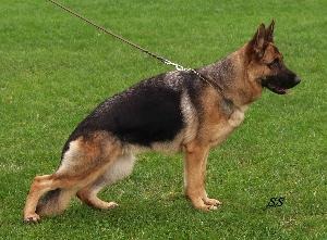 Merrya von der Vallendarer Höhe