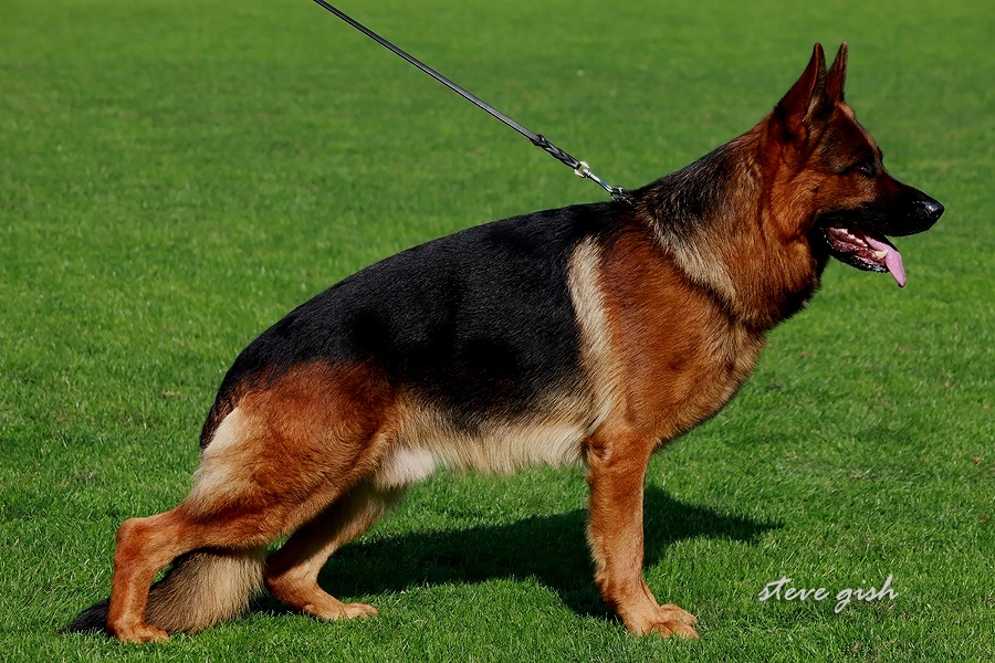 Chacco von der Freiheit Westerholt