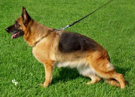 Remi del Rione Antico