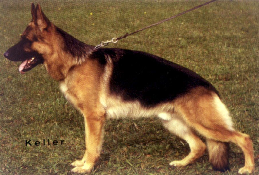 Sasko von der Noriswand