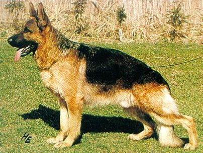 Hanno von der Wienerau