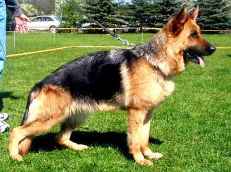 Kimba vom Hühnegrab