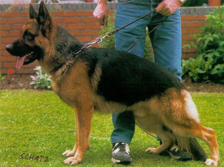 Yugo von der Michaelswiese