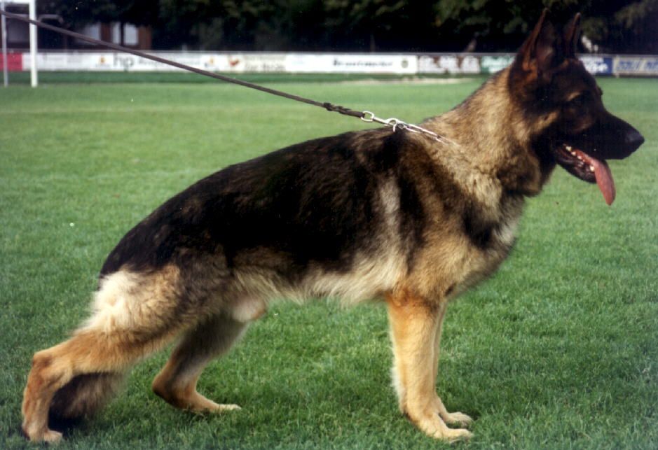 Wanko vom Lippischen Norden