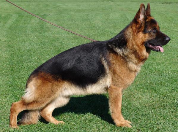 Boomer vom Polarstern