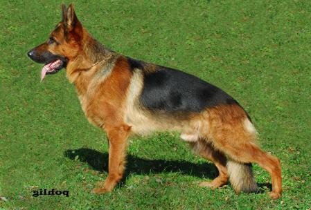 Buddy vom Agilolfinger