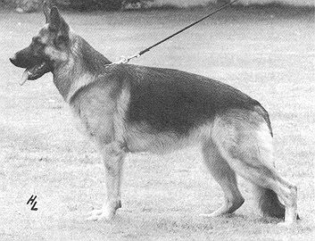 Xila von der Wienerau