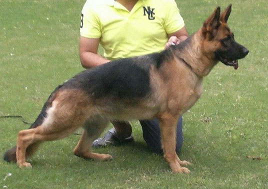 Xena von der Weißenburg
